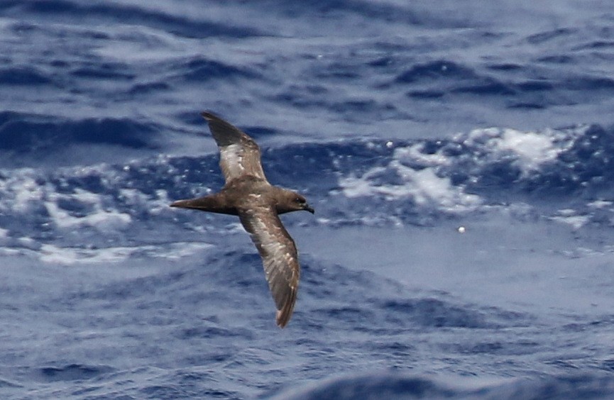 Trindade Petrel - Matthew Grube