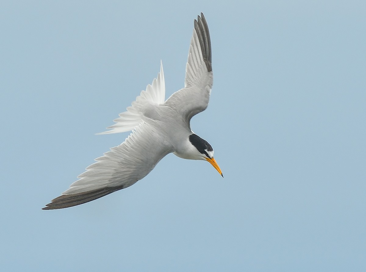 Least Tern - Jerry Ting