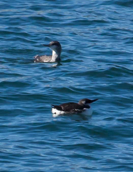 Common Murre - ML24016411