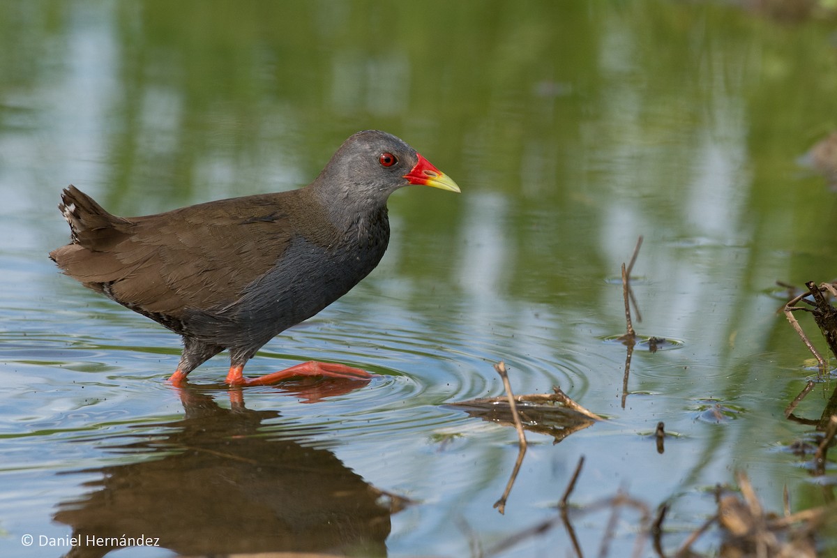 Paint-billed Crake - ML240164251