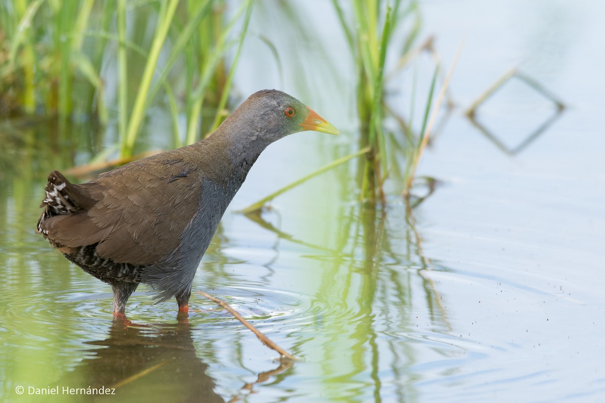 Paint-billed Crake - ML240164381