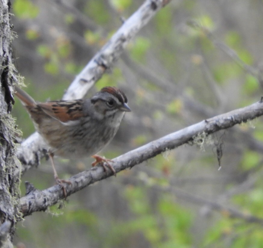 Swamp Sparrow - ML240164511