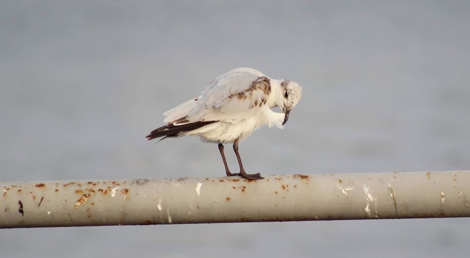 Mediterranean Gull - ML240164791