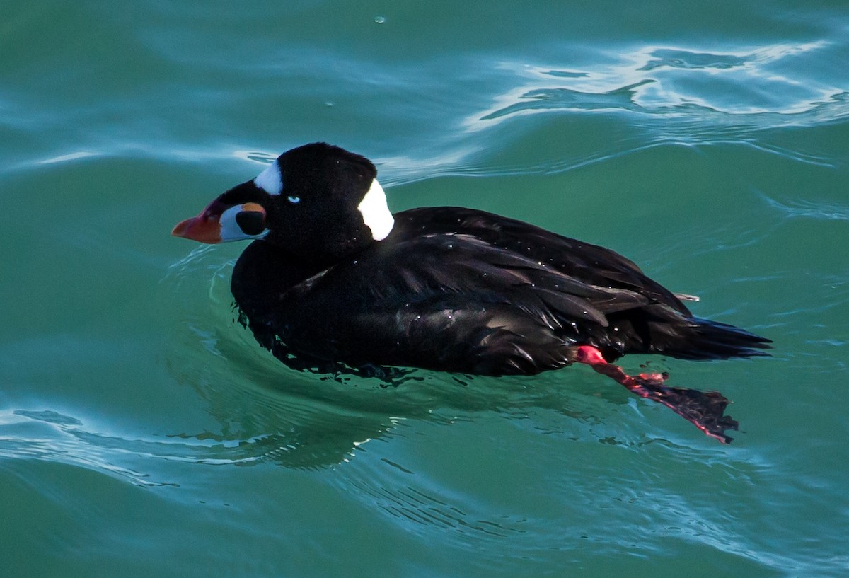 Surf Scoter - ML24016491