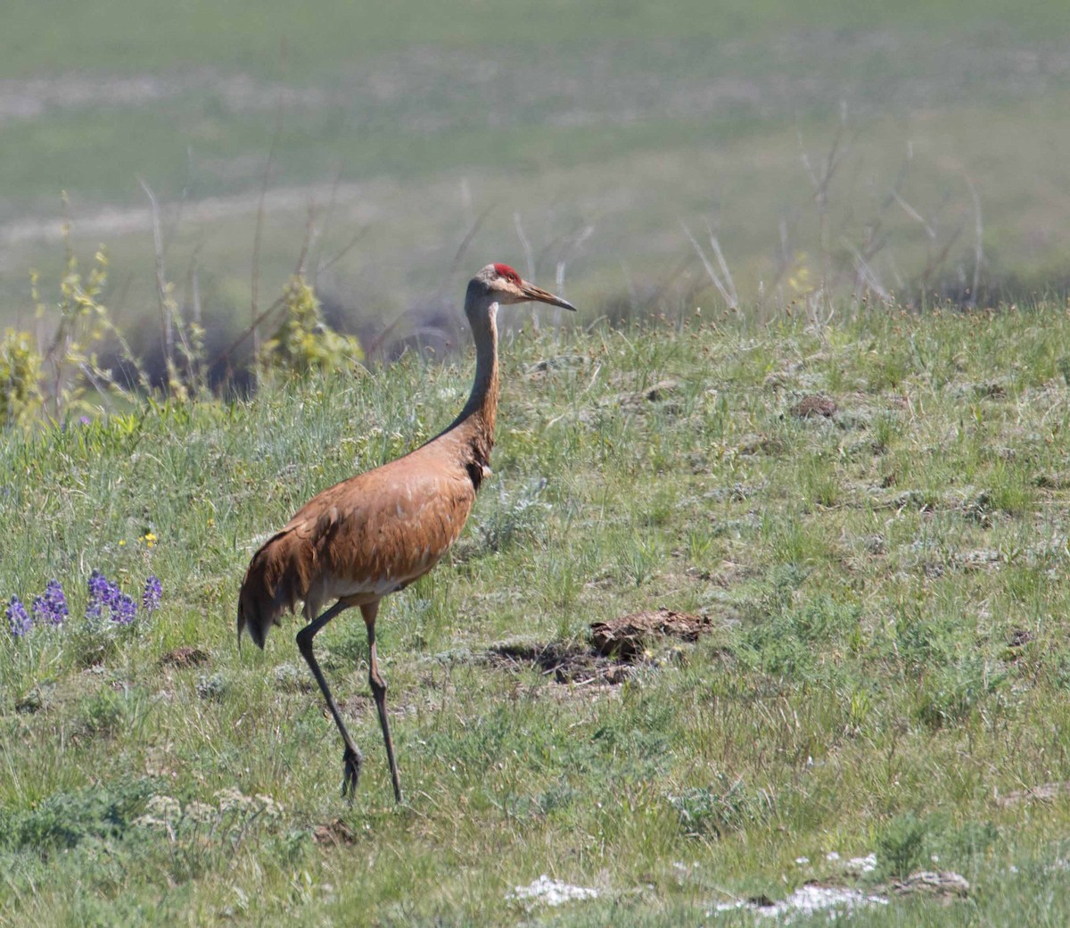 Sandhill Crane - ML240165071