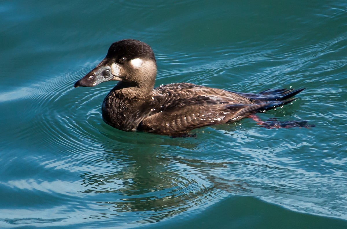 Surf Scoter - ML24016511