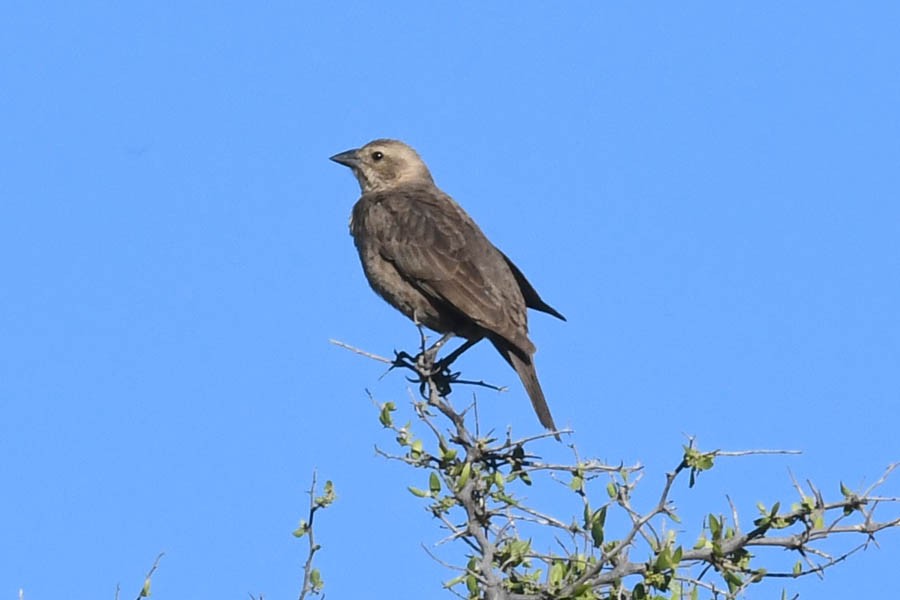 Brown-headed Cowbird - Troy Hibbitts