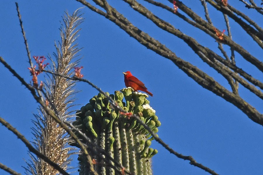 Summer Tanager - ML240165541