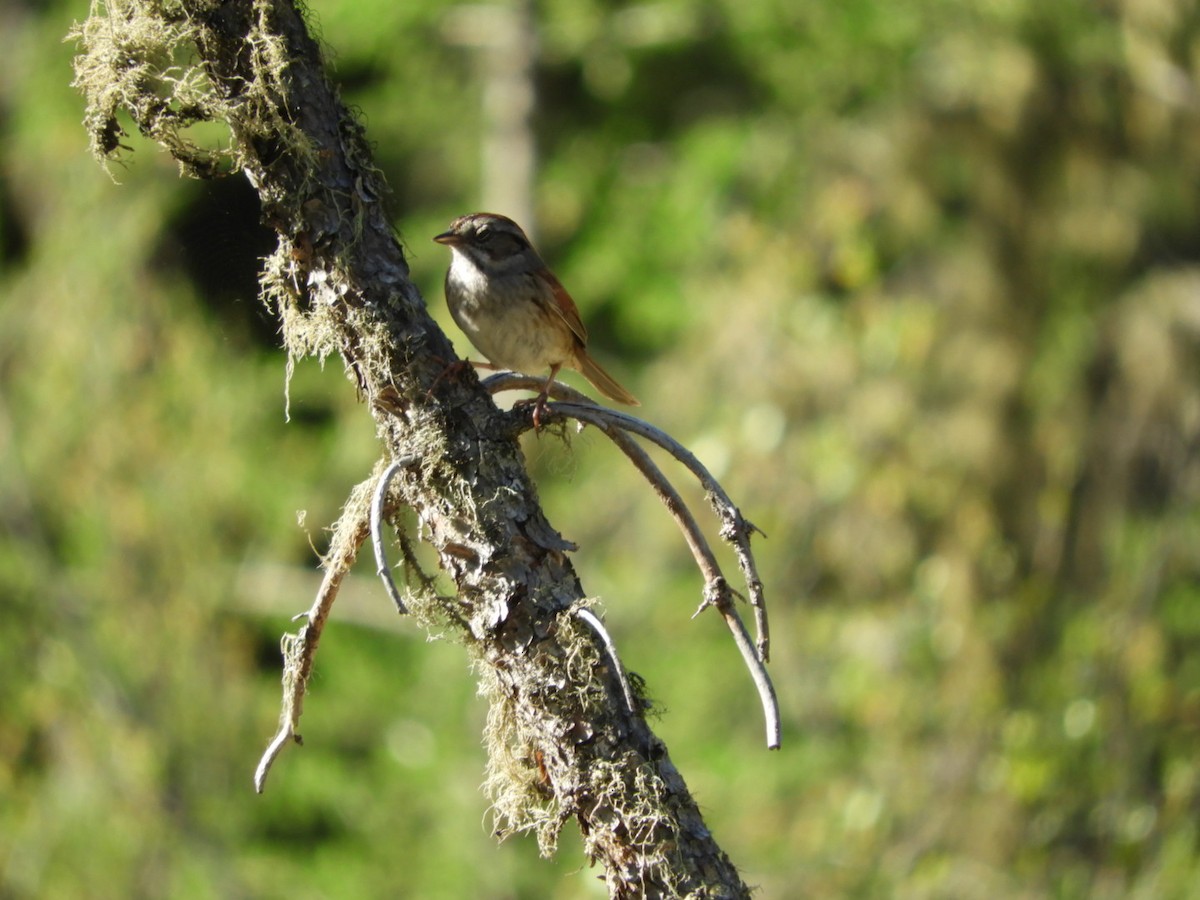 Swamp Sparrow - ML240165741