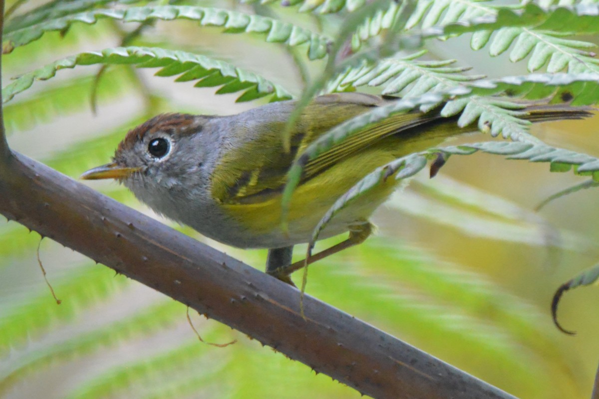 Chestnut-crowned Warbler - David Gersten