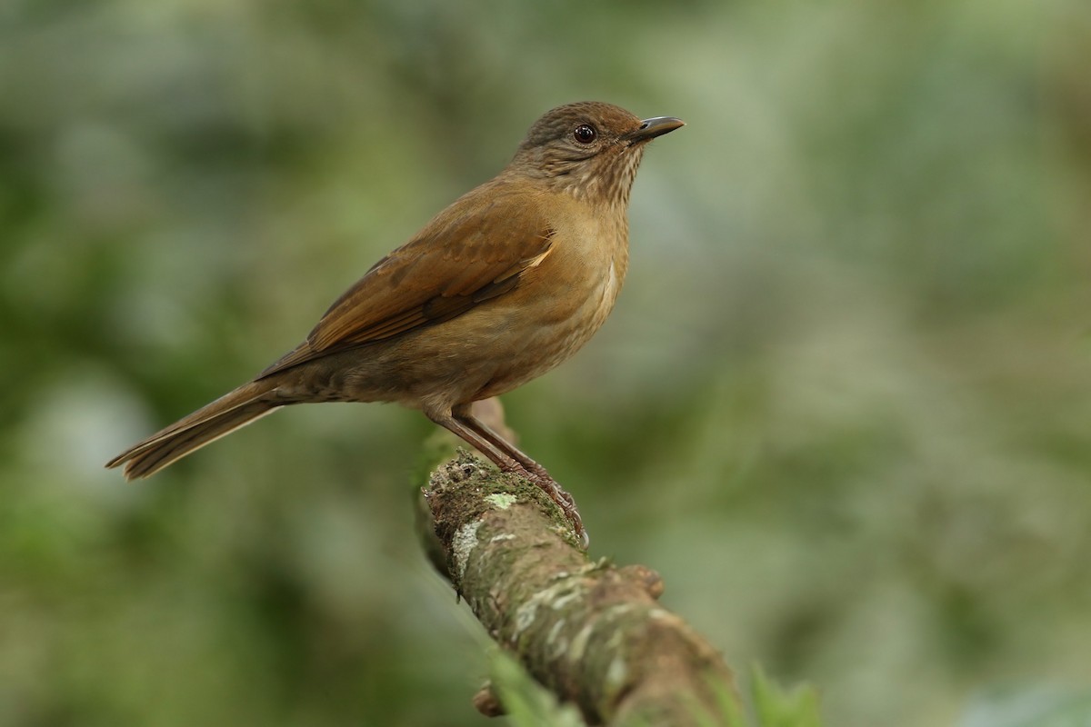 Pale-breasted Thrush - ML240168041