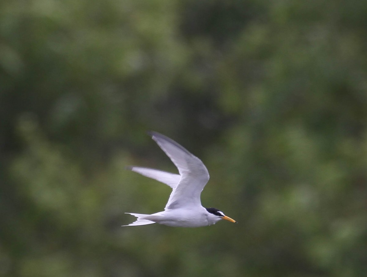 Least Tern - Tracy Drake