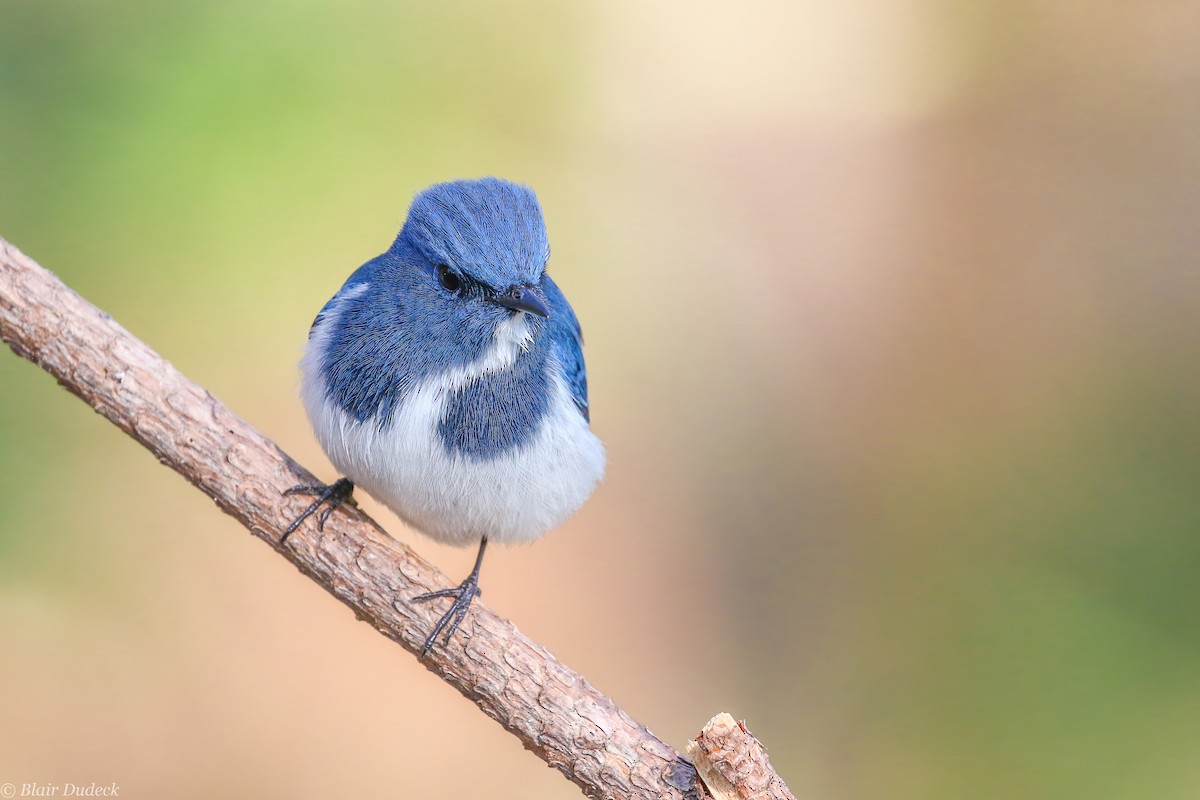 Ultramarine Flycatcher - Blair Dudeck