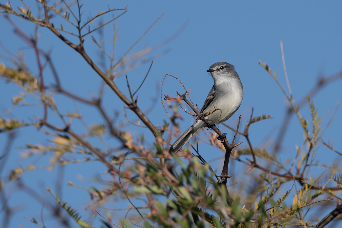 White-crested Tyrannulet (White-bellied) - ML240169571