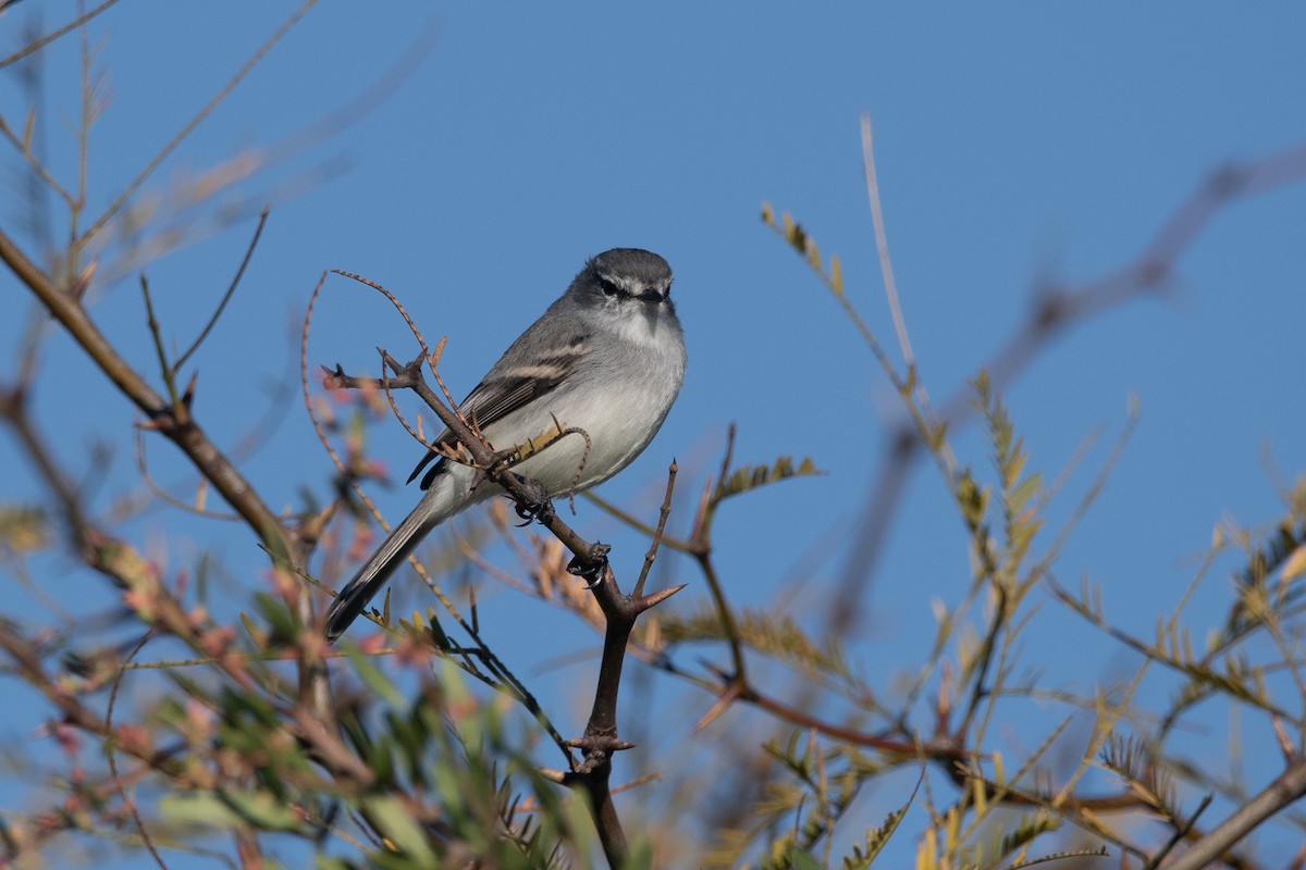 White-crested Tyrannulet (White-bellied) - ML240169621