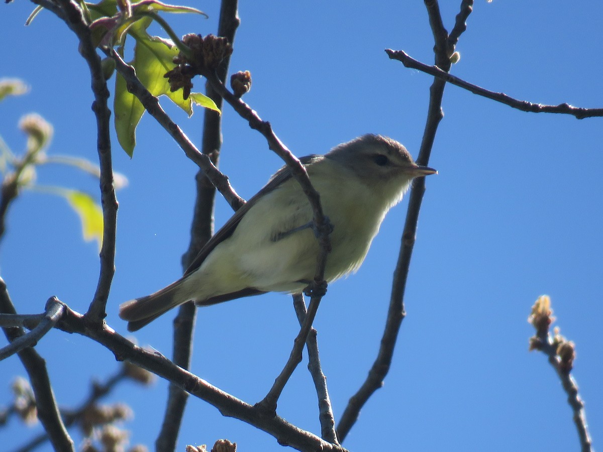 Warbling Vireo - ML240170241