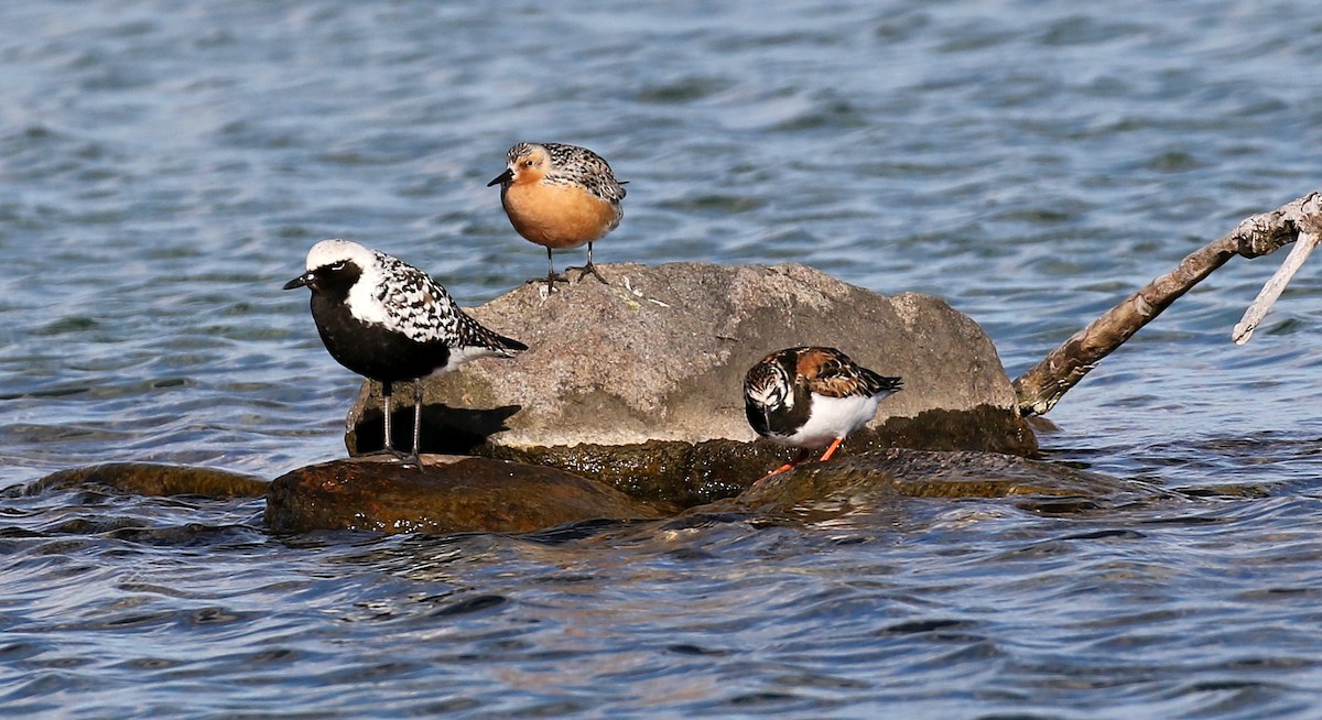 Black-bellied Plover - ML240170551