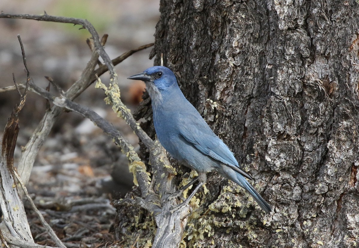 Pinyon Jay - Tom Benson