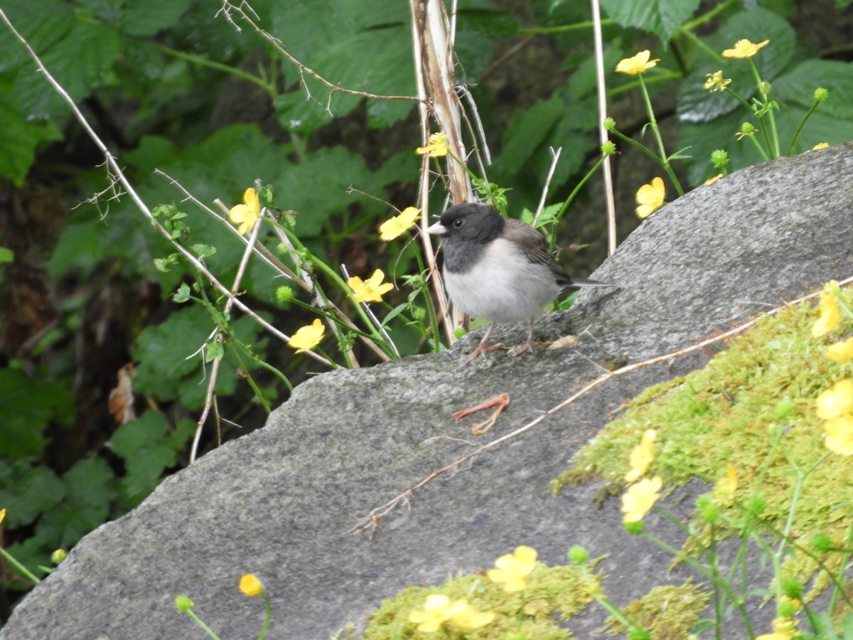 Dark-eyed Junco - ML240170941