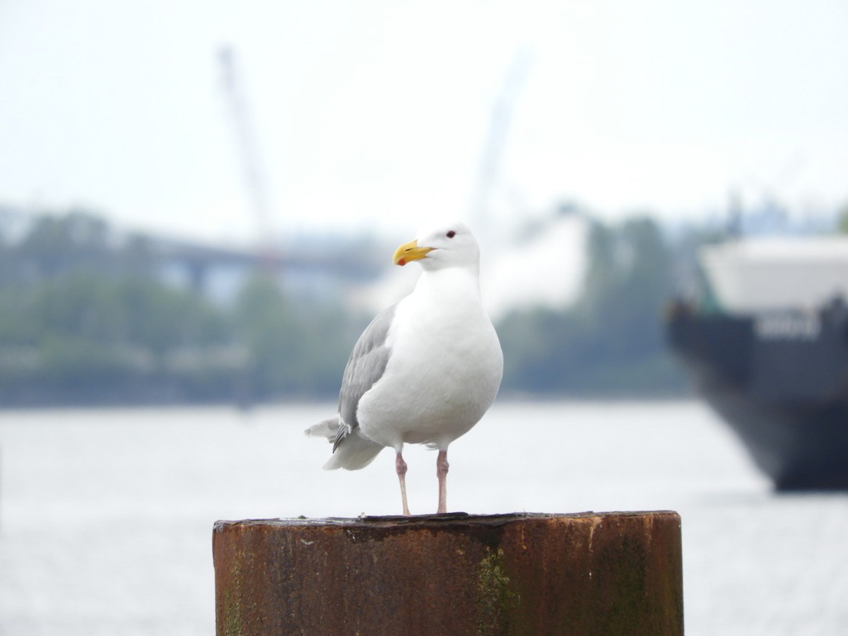 Western x Glaucous-winged Gull (hybrid) - ML240171181