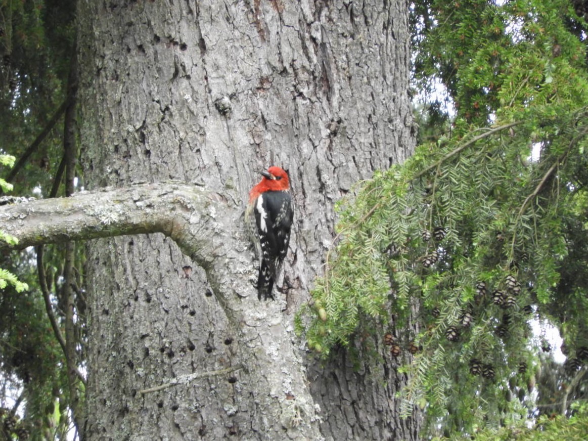 Red-breasted Sapsucker - ML240171311