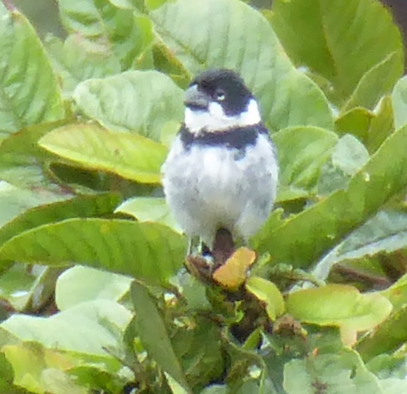 Variable Seedeater - ML240171371