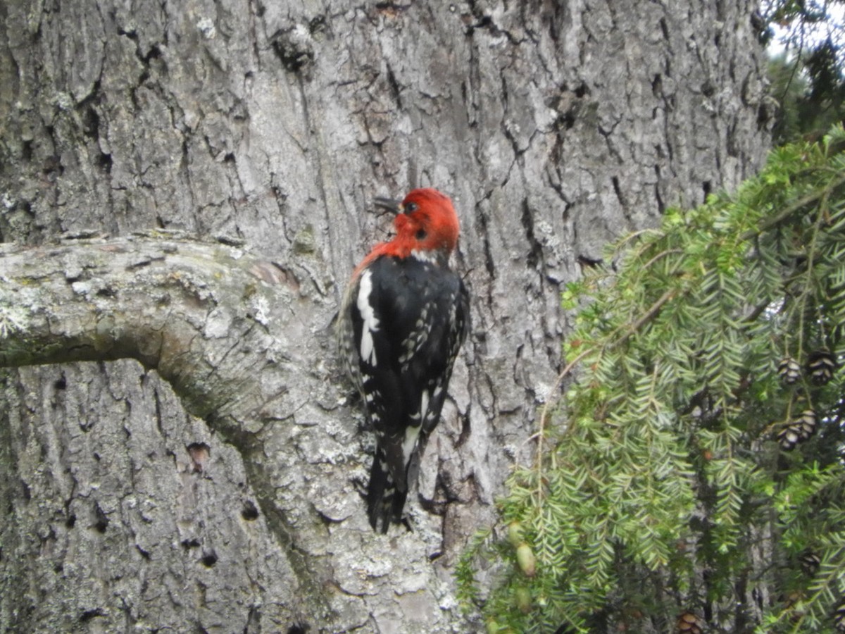 Red-breasted Sapsucker - ML240171391