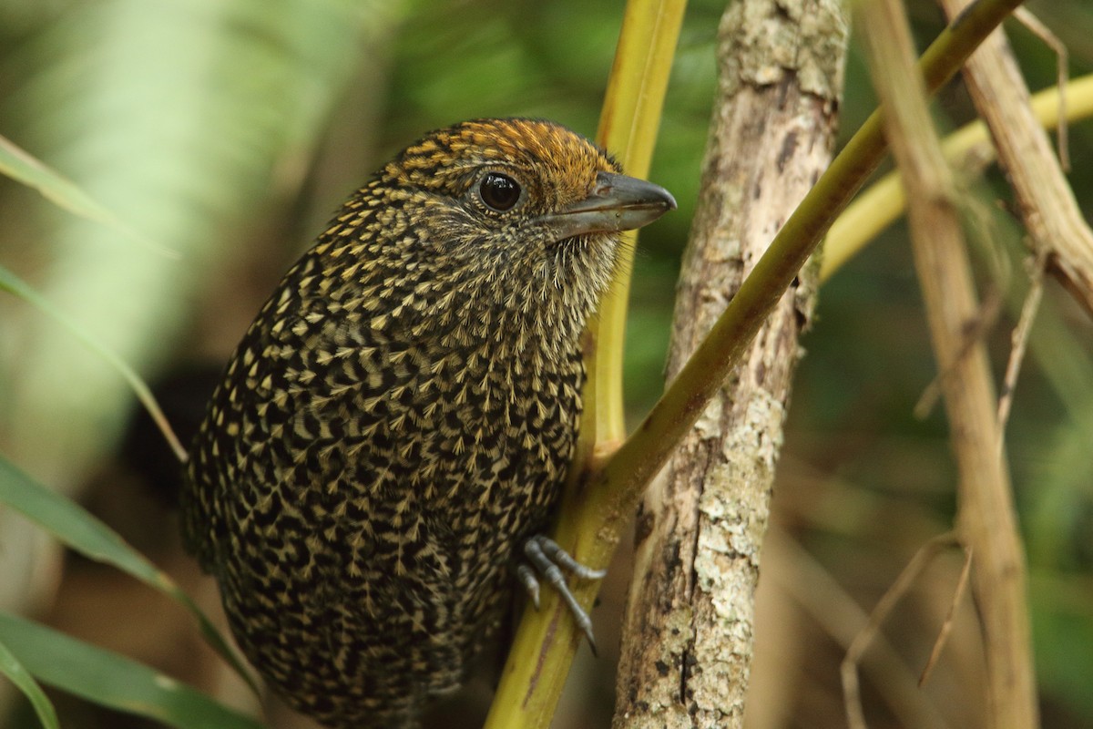 Large-tailed Antshrike - Martjan Lammertink