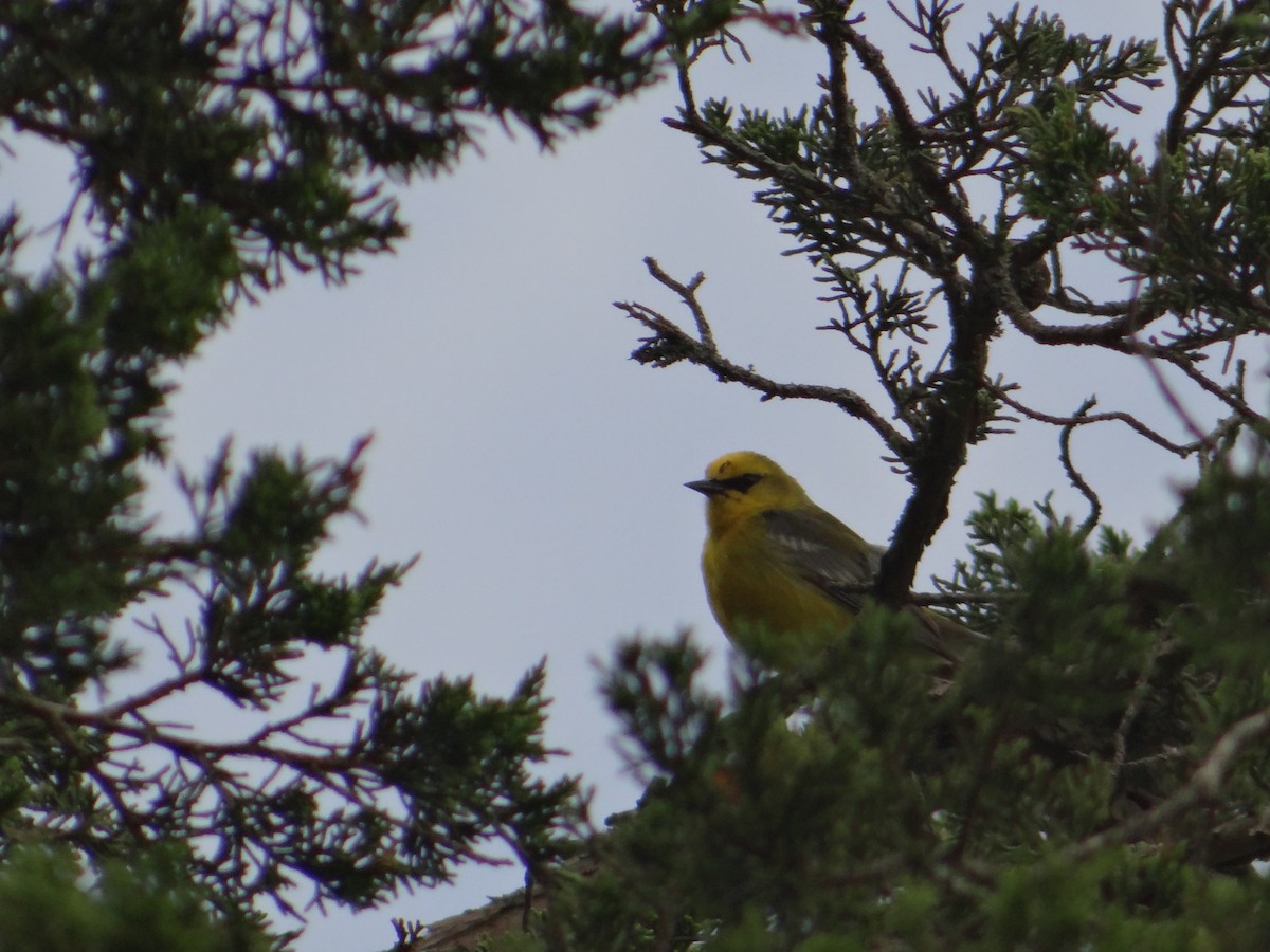 Blue-winged Warbler - Robert Walker Ormston