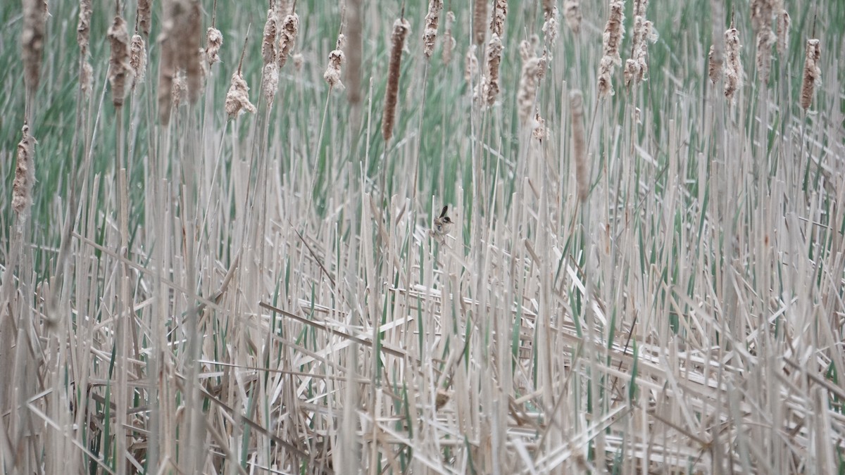 Marsh Wren - Aaron Rusak