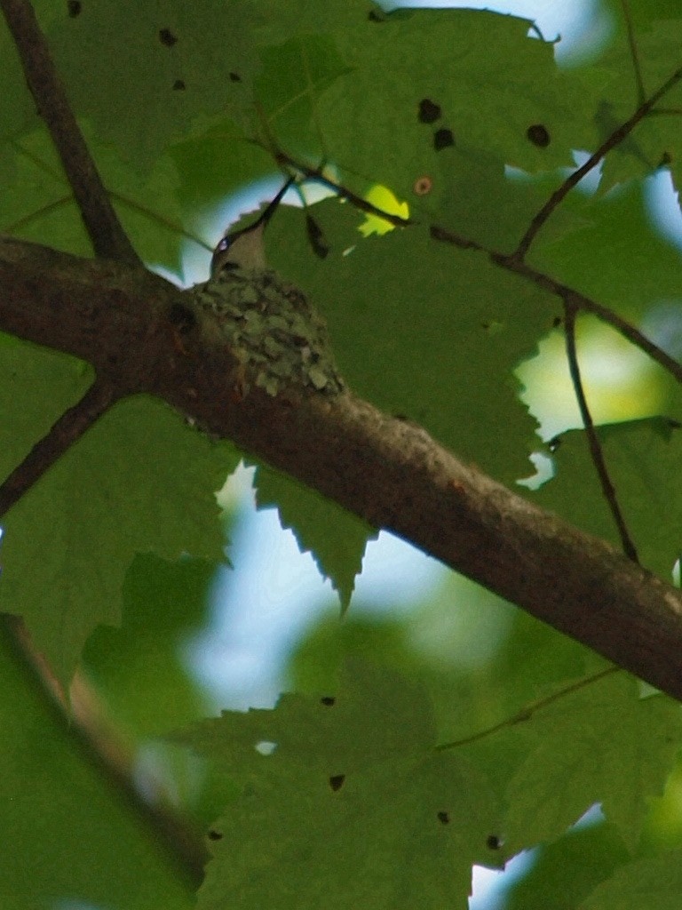 Ruby-throated Hummingbird - ML240175681
