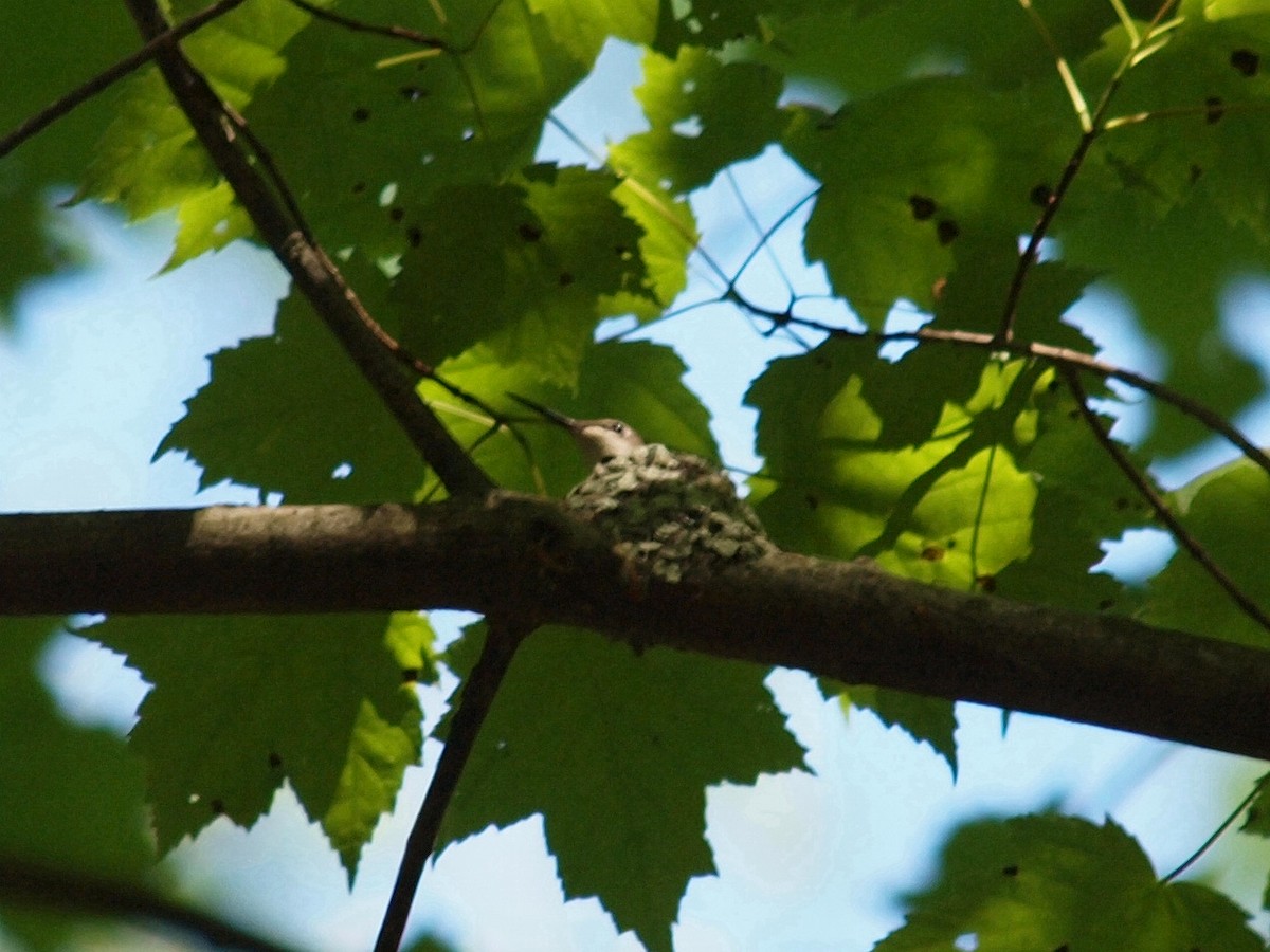 Ruby-throated Hummingbird - ML240175801