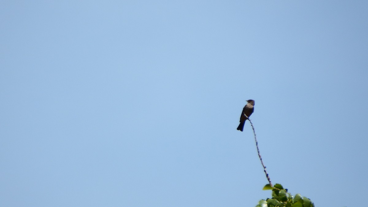 Say's Phoebe - ML240175861