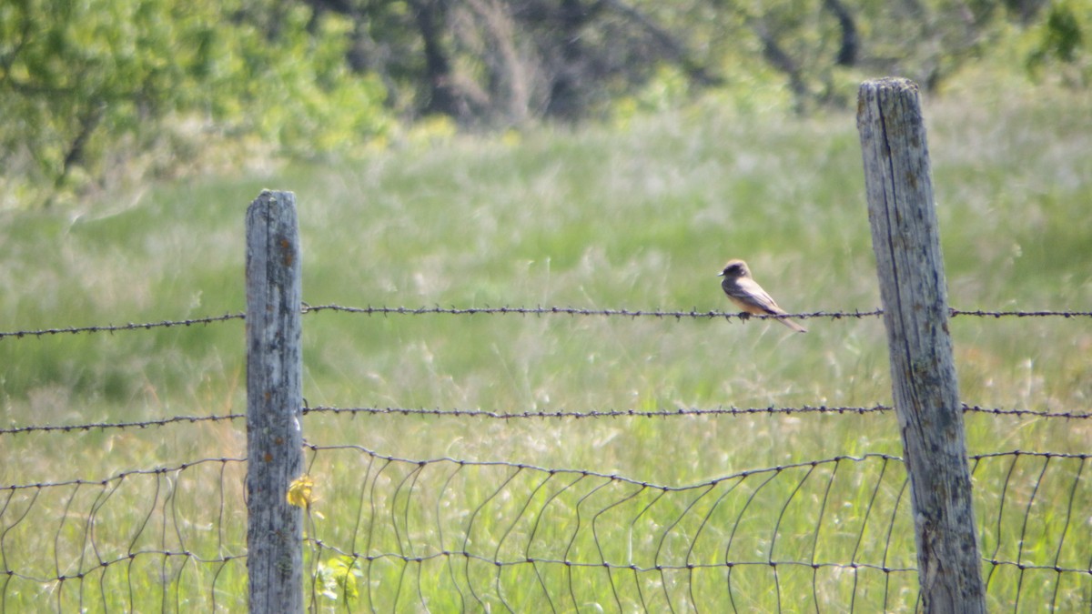 Say's Phoebe - ML240175871