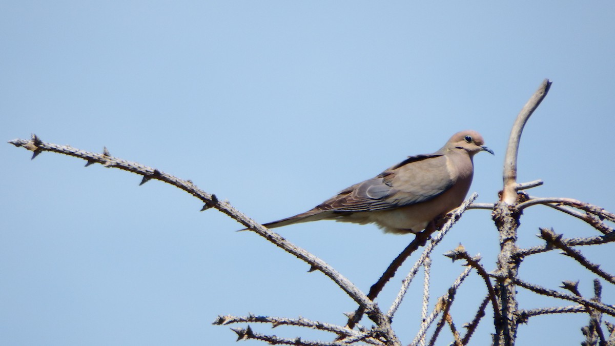 Mourning Dove - ML240176171