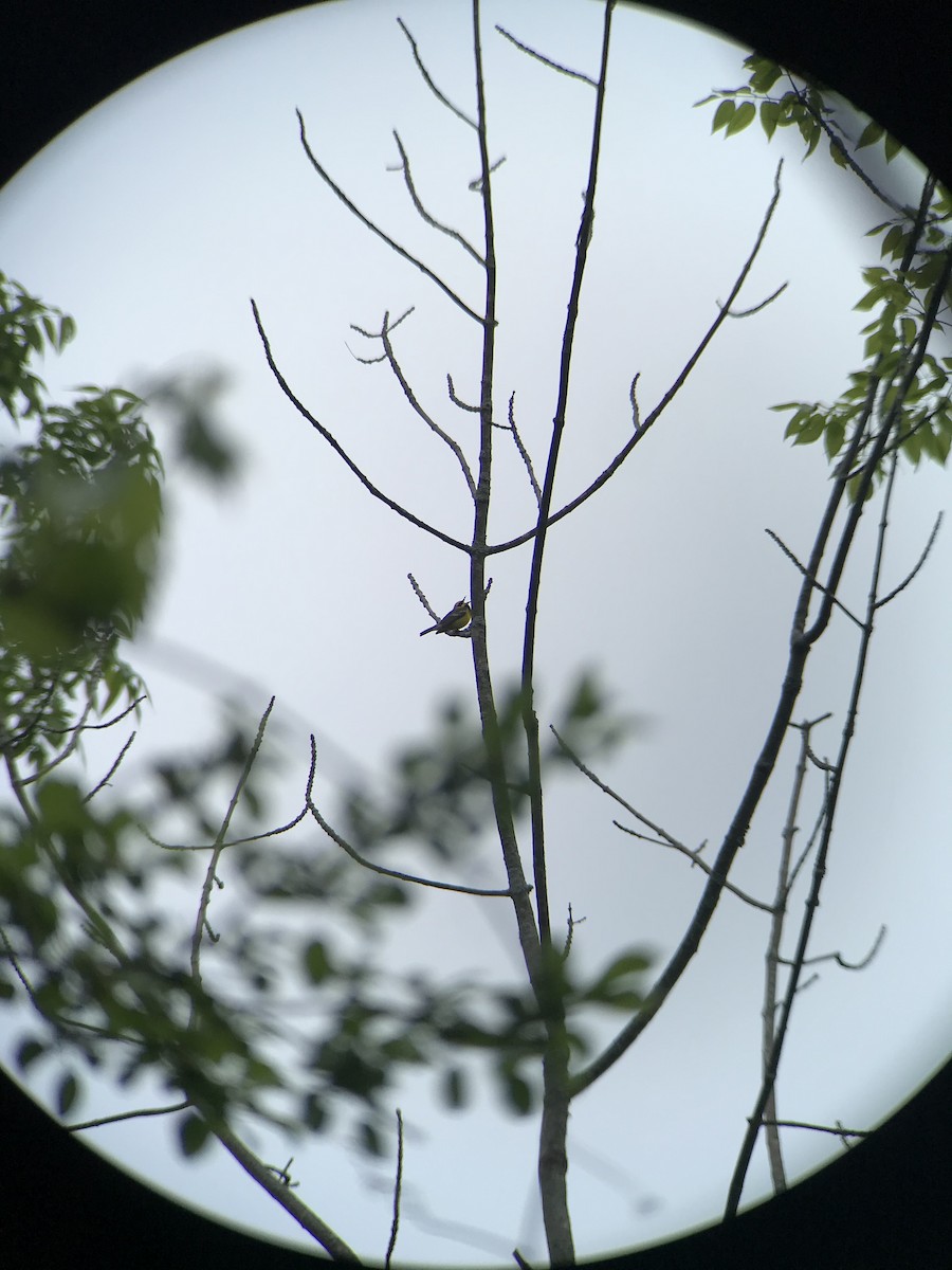 Lawrence's Warbler (hybrid) - ML240176241