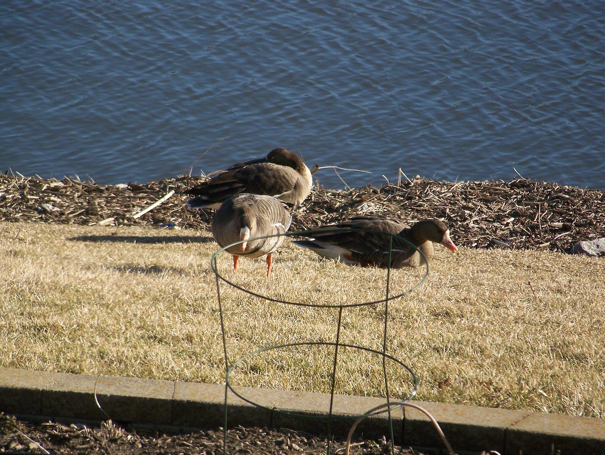 Greater White-fronted Goose - ML24017711