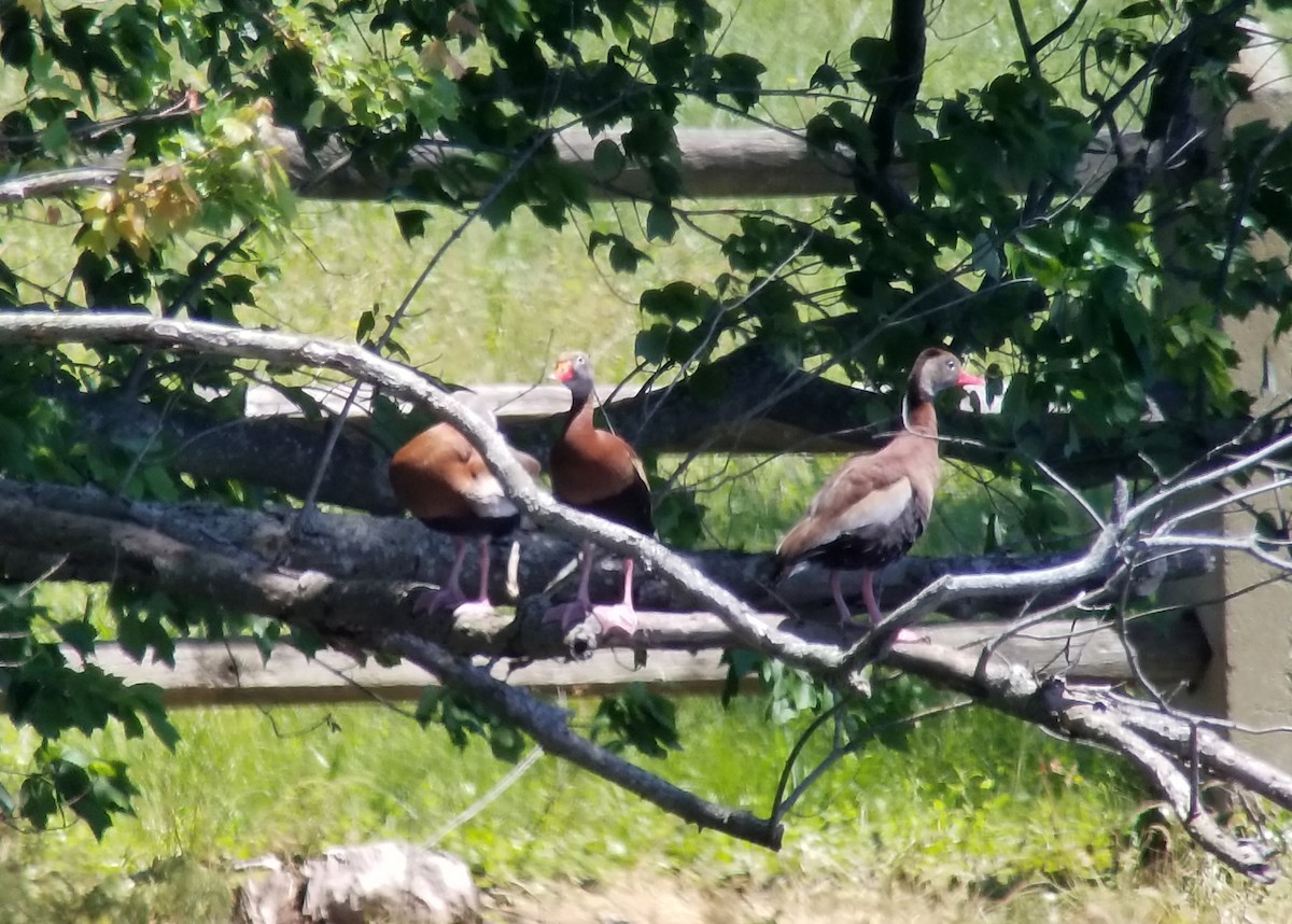 Black-bellied Whistling-Duck - Chris Bennett