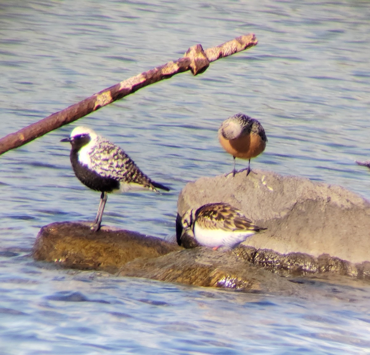 Black-bellied Plover - ML240178141