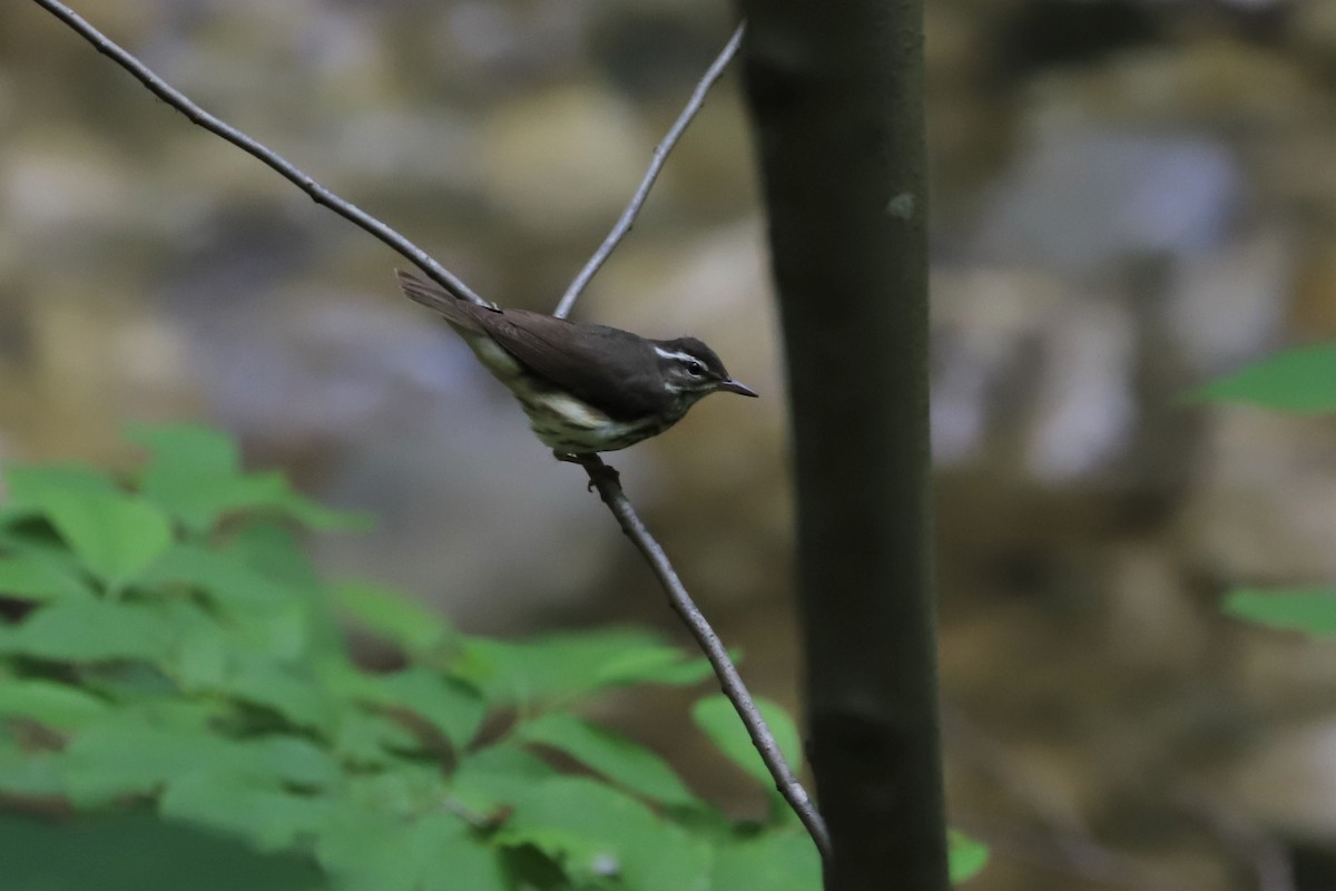 Louisiana Waterthrush - ML240178751