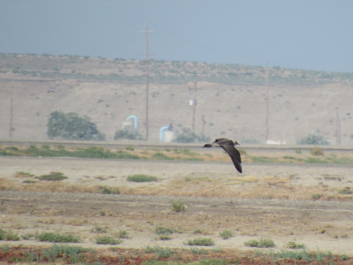 Long-tailed Jaeger - Alex Single