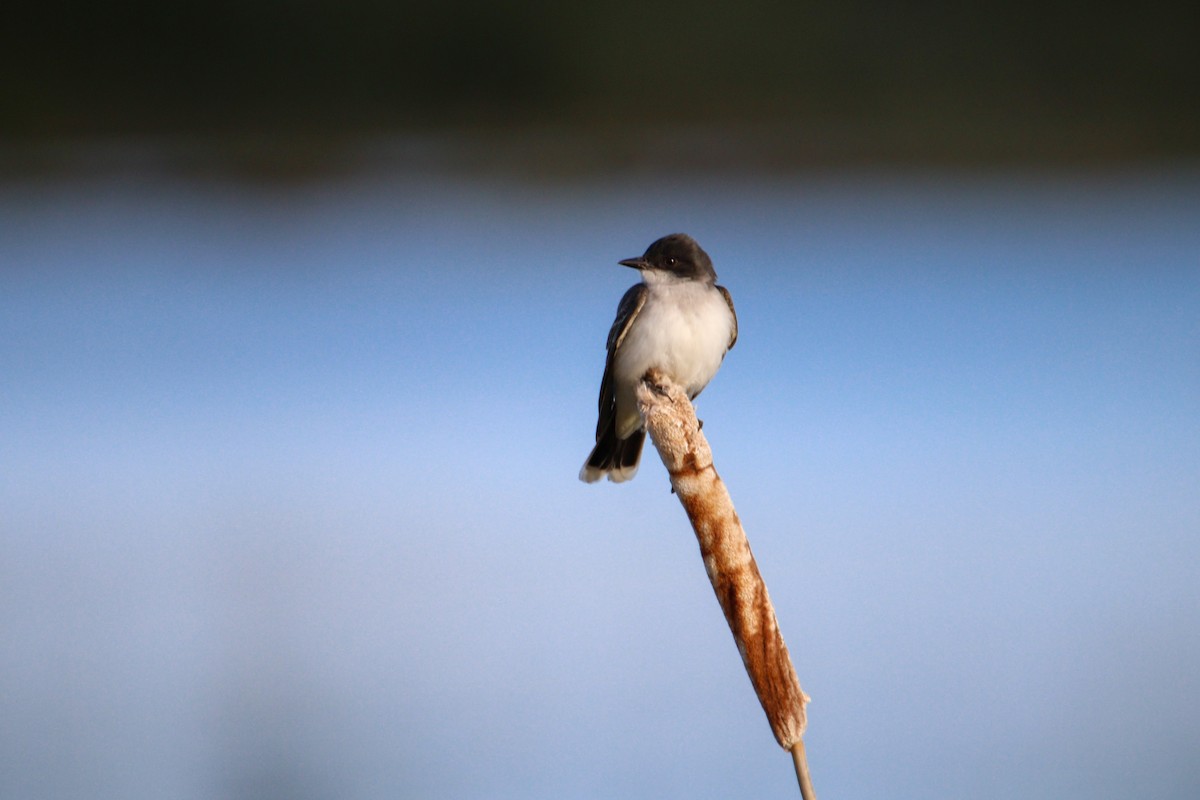 Eastern Kingbird - ML240179331