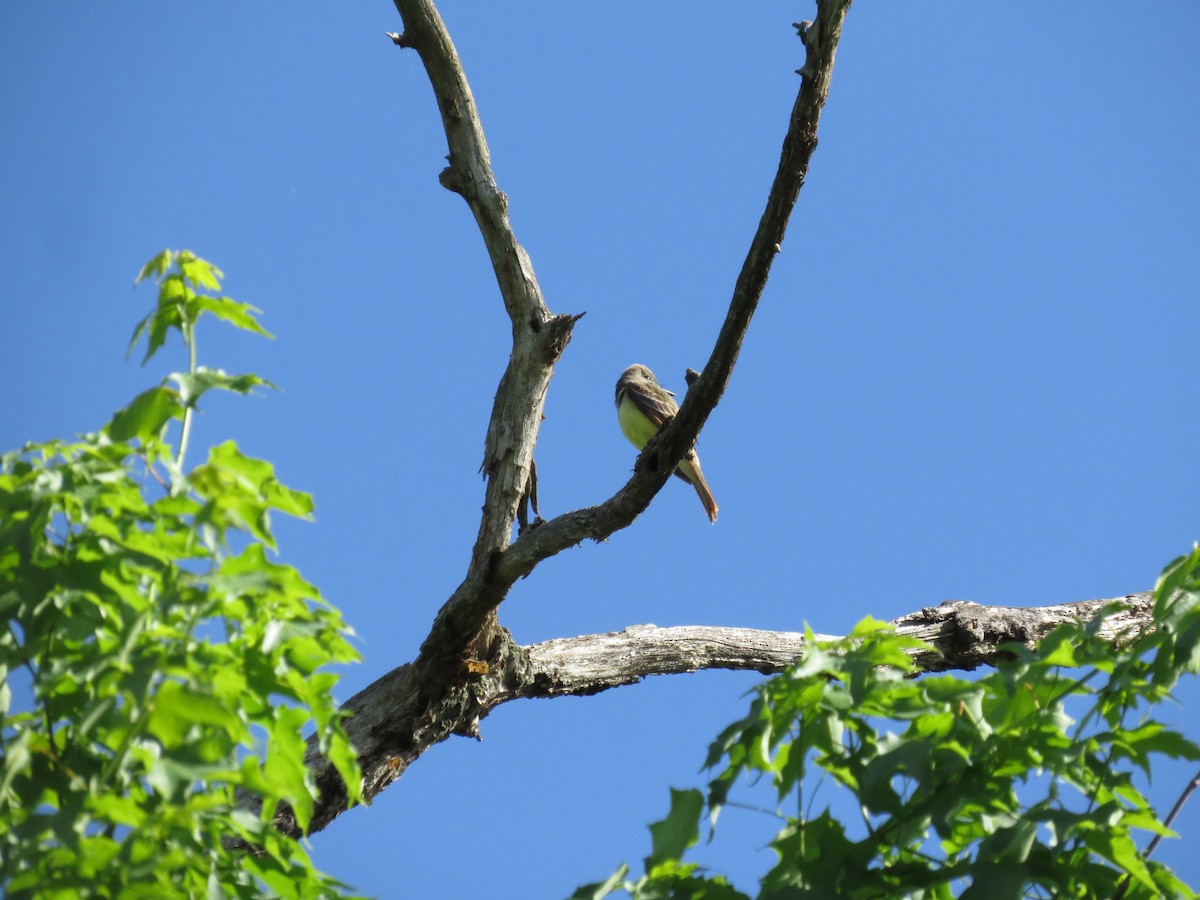 Great Crested Flycatcher - ML240179791