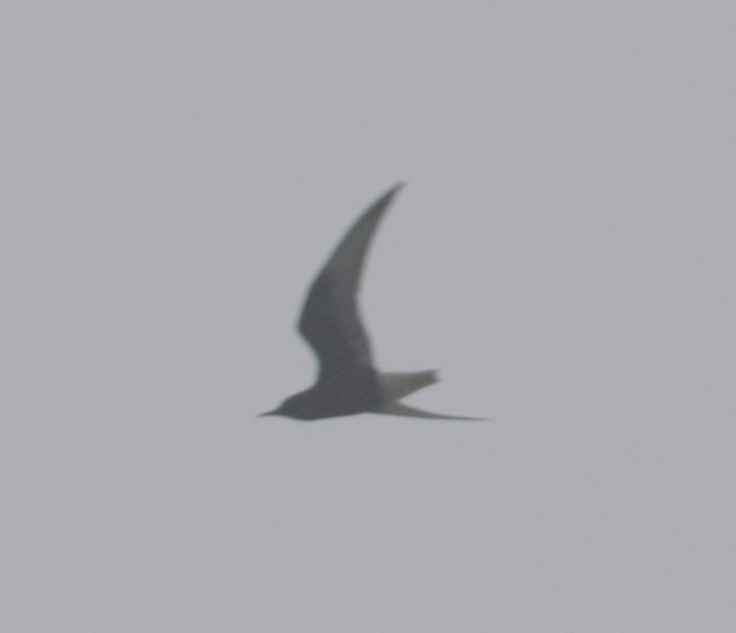 White-winged Tern - ML240181121