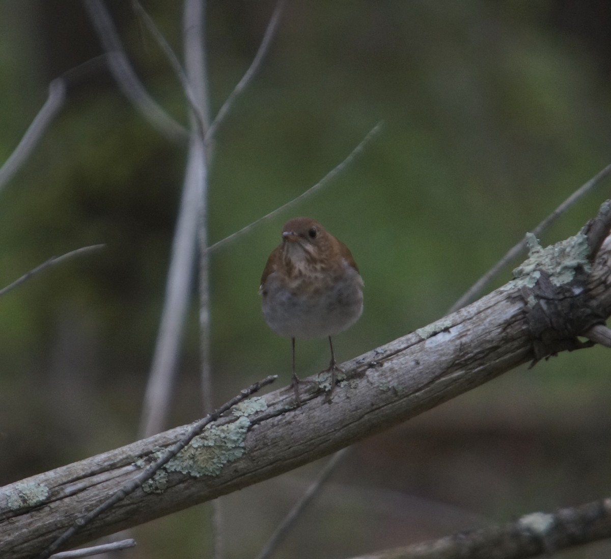 Veery - ML240181221