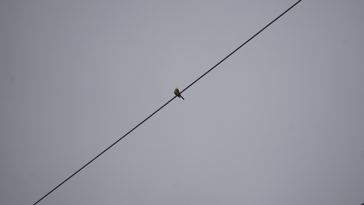 Blue-winged Warbler - Aaron Rusak