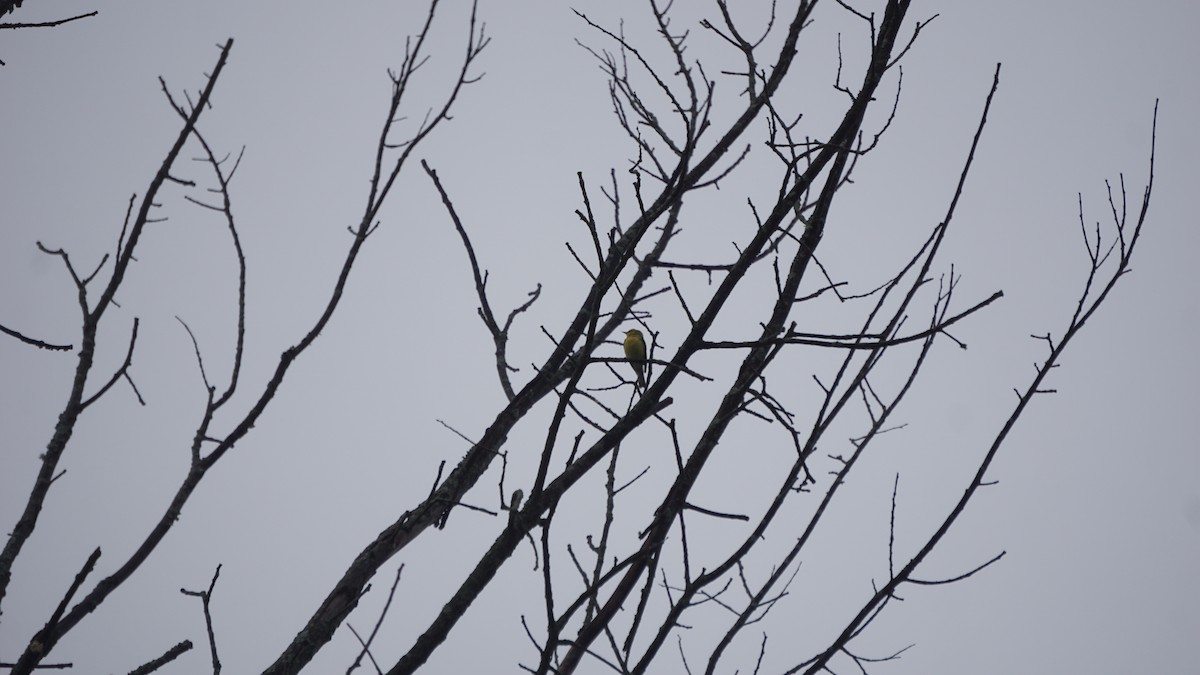 Blue-winged Warbler - Aaron Rusak