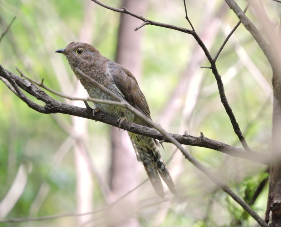 Fan-tailed Cuckoo - ML24018471