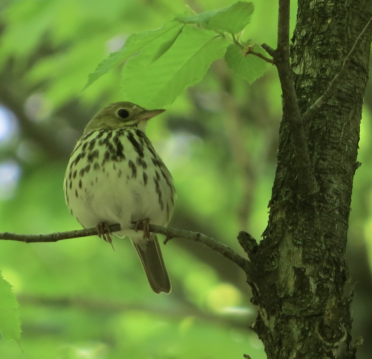 Ovenbird - Jeanne-Marie Maher