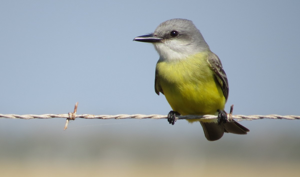 Tropical Kingbird - Michael Woodruff